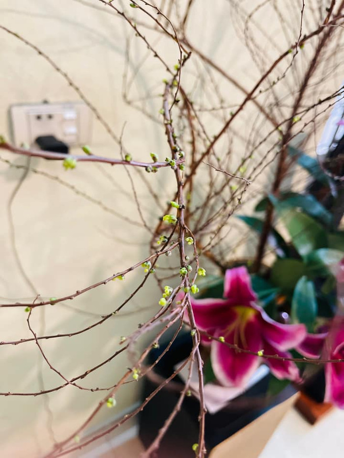 Chơi Tết không được, nhiều gia đình quyết định đợi tuyết mai nở để chơi dịp Rằm. Ảnh: Hồng Nhung