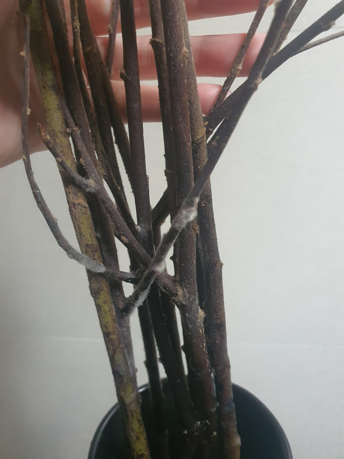 Hết mùng 3 Tết nhưng tuyết mai vẫn đang ngủ đông. Ảnh: Linh Trần