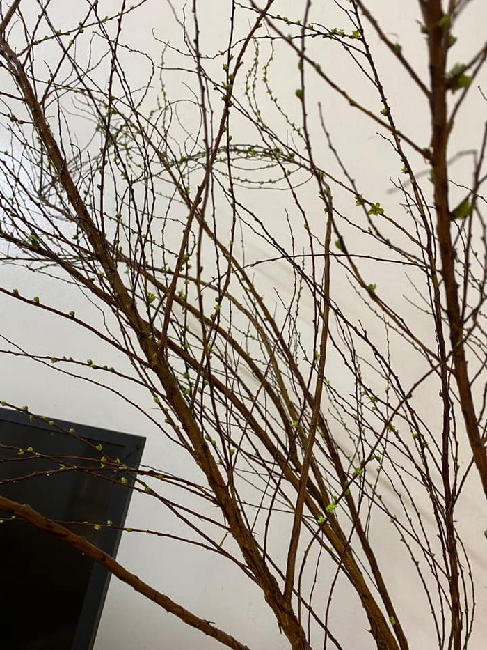 Đến hiện tại, cây mới chỉ trổ mầm xanh. Ảnh: Thảo Ly