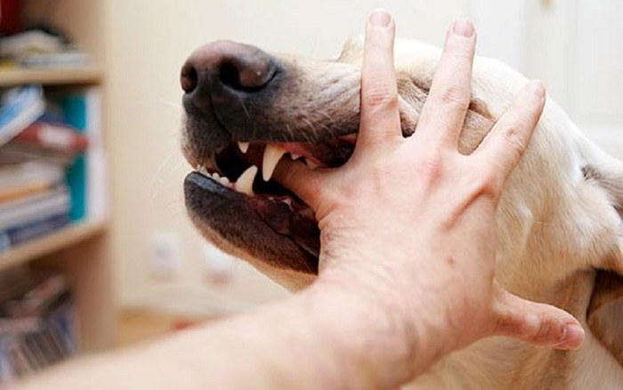 Giật mình với số lượng người bị chó cắn khi đi chúc Tết Ảnh 2