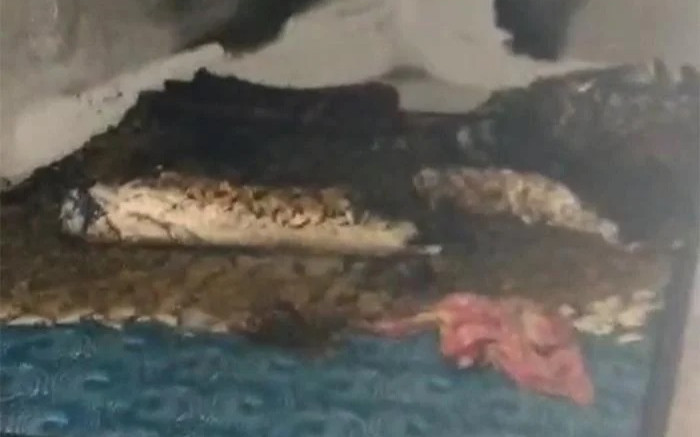 Vụ cha và con gái 2 tuổi bị lửa vây kín trong phòng ngủ: Người cha đã tử vong Ảnh 2