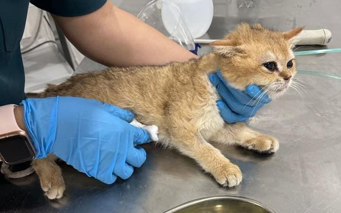 Vụ chú mèo Golden bị 2 đứa trẻ giẫm đạp mùng 2 Tết: Tình hình không khả quan Ảnh 2