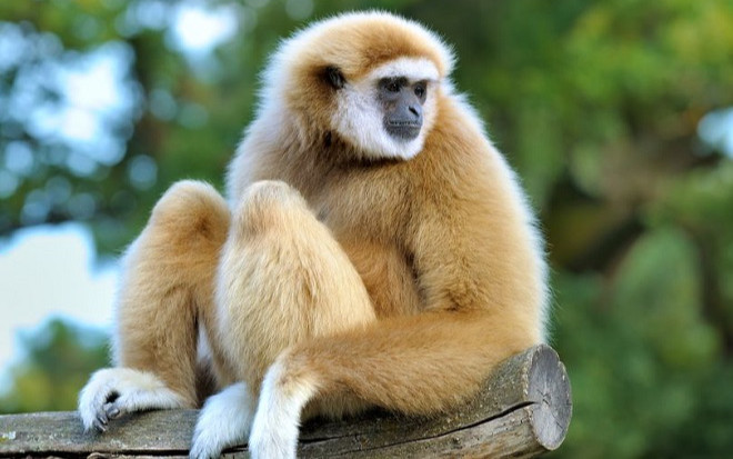 'Cô vượn' bất ngờ sinh con dù sống cô đơn một mình trong lồng suốt nhiều năm Ảnh 2