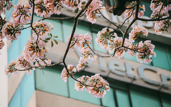 Hoa kèn hồng nở sớm làm 'nao lòng' người dân Sài Gòn: Đẹp đến từng khoảnh khắc! Ảnh 2