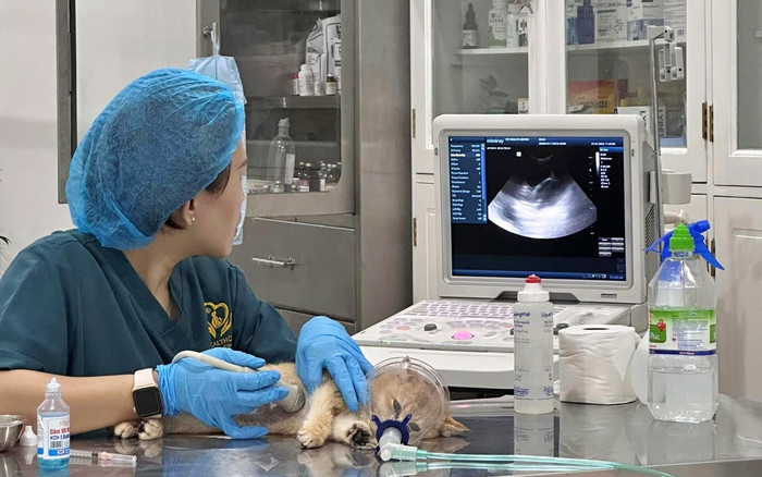 Mèo bị giẫm đạp mùng 2 Tết không còn cách điều trị, gia đình bé trai nói một câu khiến tất cả phẫn nộ Ảnh 2