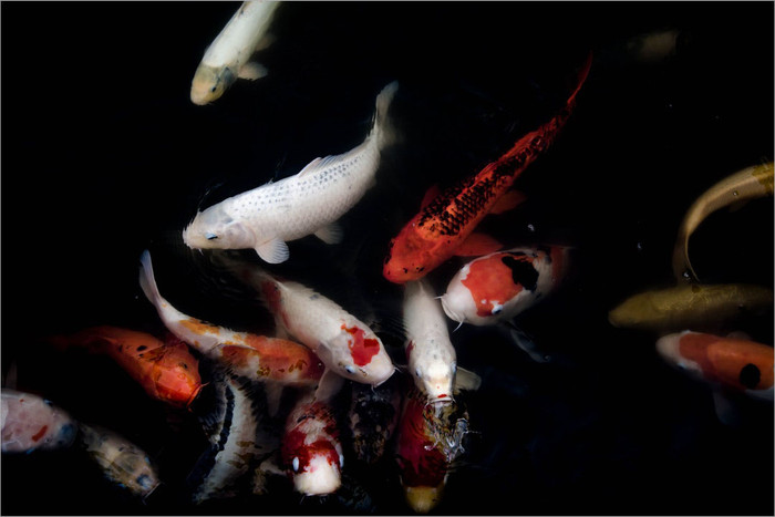 2 cháu bé 4 tuổi được gia đình phát hiện đuối nước dưới hồ cá Koi. Ảnh minh họa