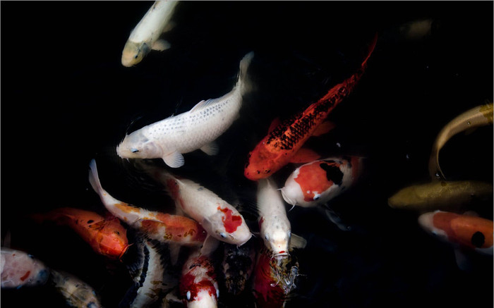 2 cháu bé 4 tuổi tử vong thương tâm trong hồ cá Koi Ảnh 2