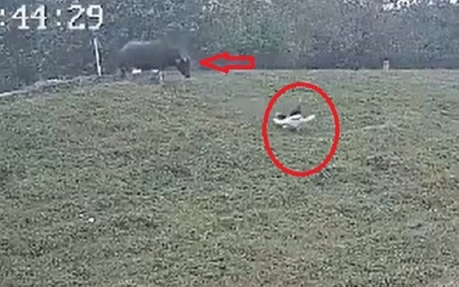 Công an vào cuộc xác minh vụ trâu húc vỡ gan cô gái ở Hà Nội Ảnh 2