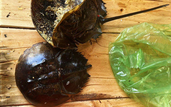Độc tố chưa có thuốc giải được phát hiện trong vụ 3 người nhập viện nghi ăn nhầm so biển Ảnh 2