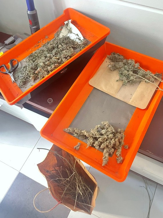 Các khay nhựa chứa các cây thảo mộc khô nghi là ma túy. Ảnh: Công an Đà Nẵng