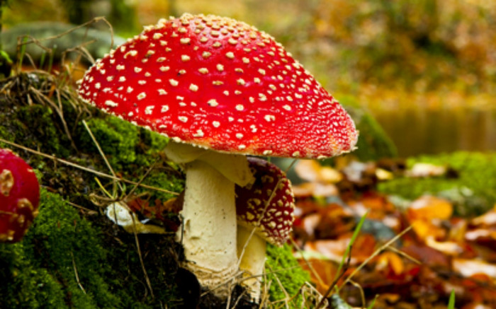 Nhiều ca ngộ độc nấm, hoa quả rừng: Bộ Y tế lên tiếng cảnh báo Ảnh 2