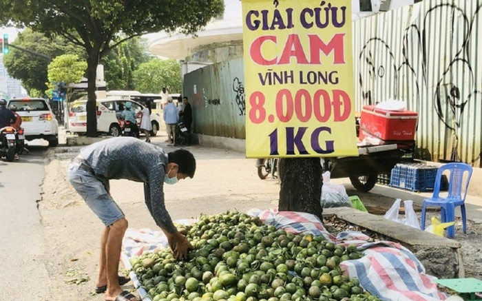 Vì sao cam sành rớt giá thảm hại, phải kêu gọi 'giải cứu'? Ảnh 2