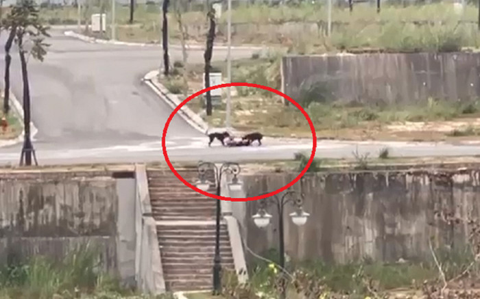 Đang chạy bộ, nam sinh viên bất ngờ bị 2 con chó lao đến cắn xé phải nhập viện Ảnh 2