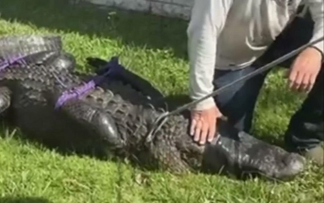 Cứu chó cưng dưới hàm cá sấu, cụ bà 85 tuổi đánh đổi bằng cả mạng sống Ảnh 2