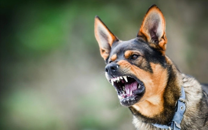 Tiêu hủy con chó lai tấn công du khách nước ngoài ở TP Nha Trang Ảnh 2