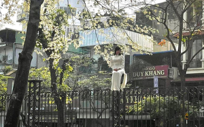 'Độc lạ Hà Nội' thiếu nữ leo lên trụ cao để chụp ảnh với hoa sưa Ảnh 2