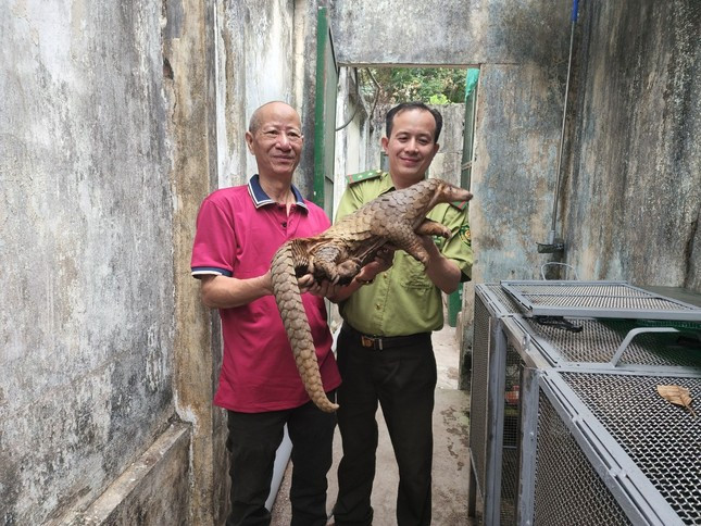 Ông Hoàng bàn giao con tê tê cho cán bộ kiểm lâm. Ảnh: Tiền Phong