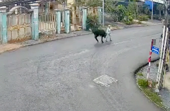 Bà cụ ở TPHCM bị bò 'điên' húc ngưng tim, ngưng thở nên gia đình xin về. (Ảnh: cắt từ clip 