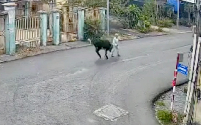 Diễn biến đau lòng vụ cụ bà bị bò 'điên' ở TP.HCM húc văng đến bất tỉnh Ảnh 2