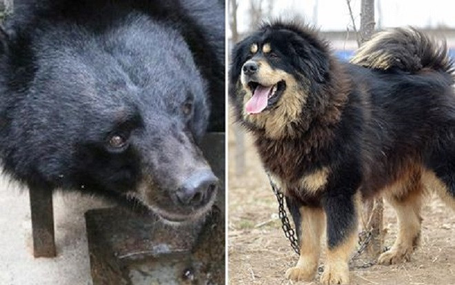 Nuôi chó ngao tây tạng suốt 2 năm, cô chủ bàng hoàng 'ngã ngửa' trước danh tính thực sự của thú cưng Ảnh 2