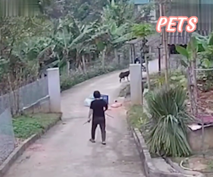 Người phụ nữ cầm cây xua đuổi chú chó, 'giải cứu' cho anh shiper.