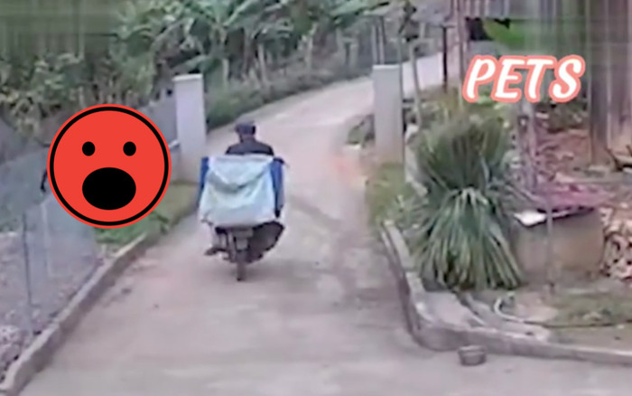 Clip shiper vội vã đi giao hàng 'bóng đen' bất ngờ vụt qua khiến anh chàng bỏ của chạy lấy người Ảnh 2