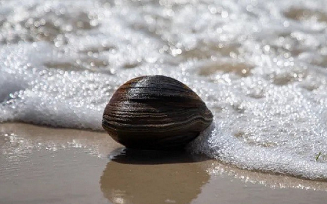 Nhặt con ngao khổng lồ tưởng vớ được bữa ăn béo bở, người đàn ông 'té ngửa' khi biết sự thật Ảnh 2