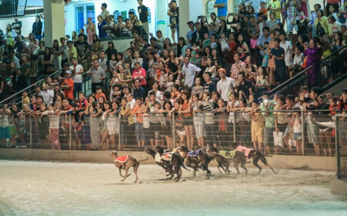Trường đua chó lớn nhất Đông Nam Á ở Vũng Tàu đóng cửa, lý do vì sao? Ảnh 2