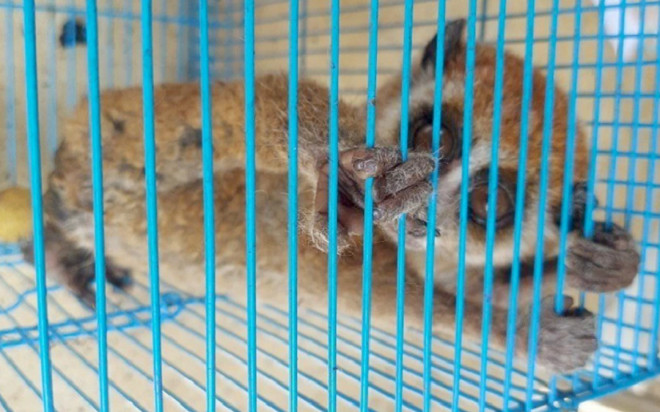 Chuẩn bị đi ngủ, chủ nhà 'hú hồn' phát hiện báu vật quý hiếm lấp ló ngay cửa Ảnh 2