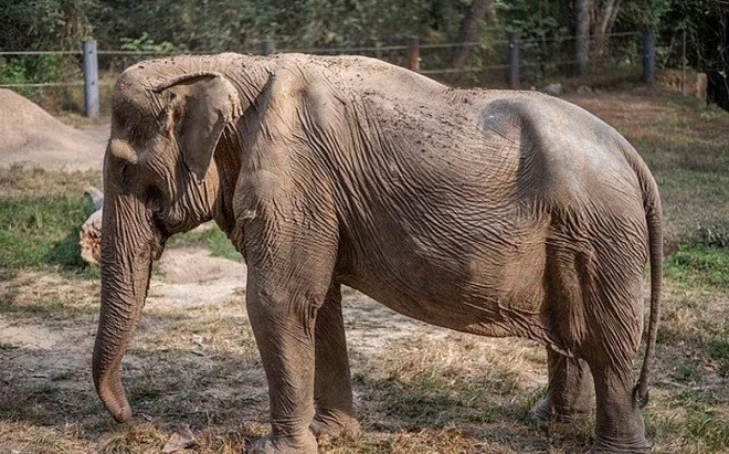 'Cụ voi' 71 tuổi bị lõm cột sống, hình dạng teo tóp sau 25 năm cõng khách du lịch Ảnh 2