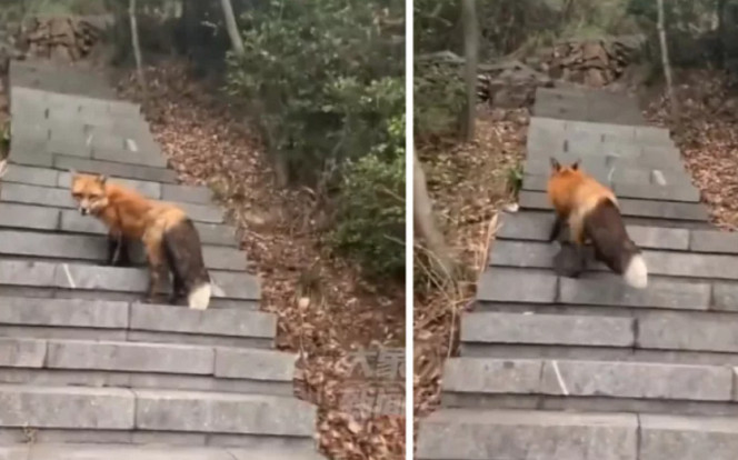 Leo núi gặp được 'hồ tiên' xinh đẹp, người đàn ông kinh ngạc trước khoảnh khắc kì ngộ Ảnh 2