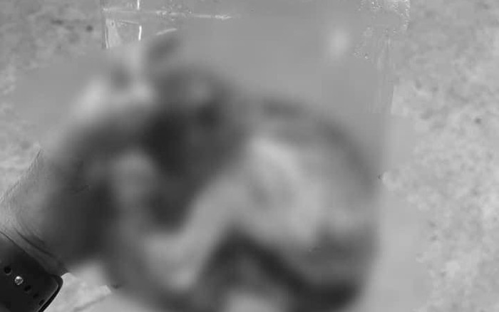 Xôn xao câu chuyện bé gái nhấn nước mèo đến chết rồi giấu xác, phản ứng của người mẹ càng gây phẫn nộ hơn Ảnh 2