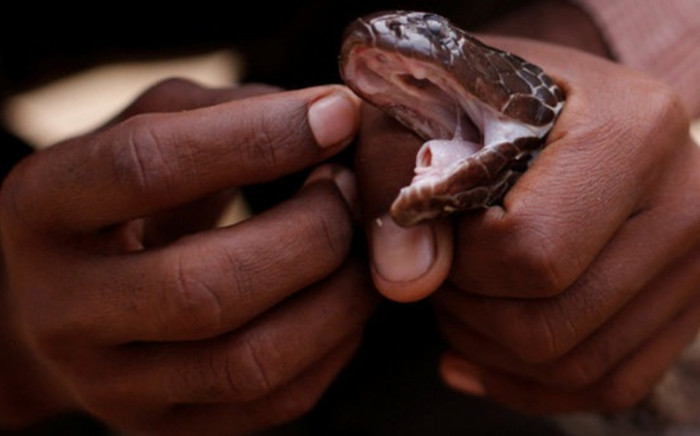 Bị rắn cắn, người đàn ông mang luôn đầu con rắn đến bệnh viện Ảnh 2