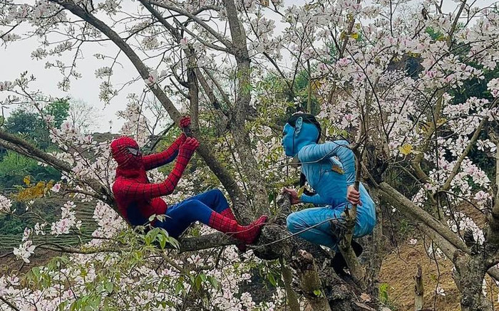 'Spider Man' và 'Avatar' cùng leo trèo, tạo dáng chụp ảnh với hoa ban Điện Biên khiến dân tình cười ngất Ảnh 2