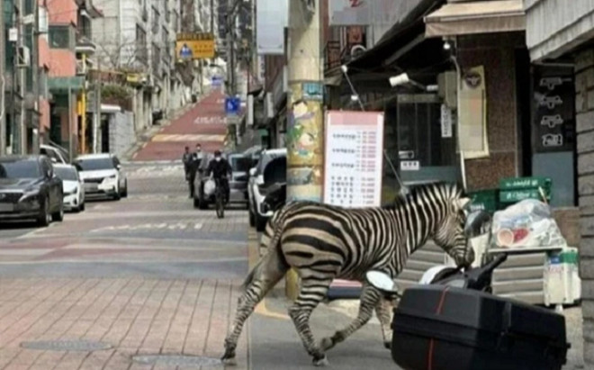 Ngựa vằn lêu lổng khắp đường phố Seoul gây 'bão' mạng xã hội Ảnh 2