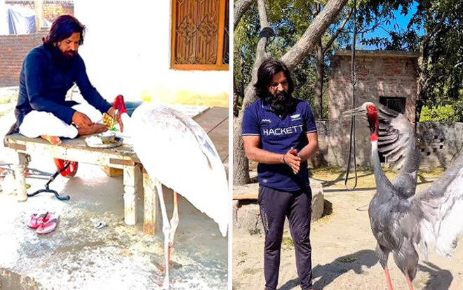 Được cứu sống, sếu hoang trả ơn ân nhân bằng cách 'đặc biệt' đến nỗi chuyên gia cũng không thể lý giải Ảnh 2