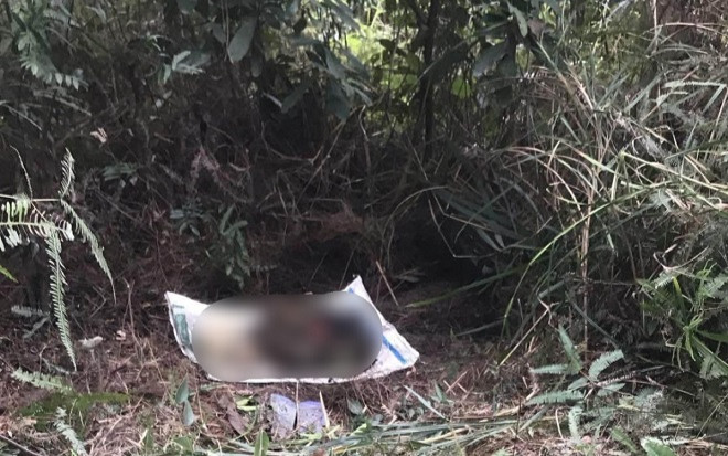 Đi qua khu vực bìa rừng trồng, người dân vô tình phát hiện cảnh tượng 'rợn tóc gáy' Ảnh 2