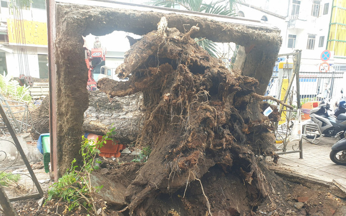 Cây xanh bất ngờ bật gốc đè nhiều người trước cổng trường học tạo cảnh tượng kinh hãi Ảnh 2