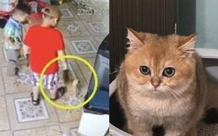 Chú mèo Golden bị 2 đứa trẻ giẫm đạp ngay ngày mùng 2 Tết đã xuất viện, tình trạng ra sao? Ảnh 2