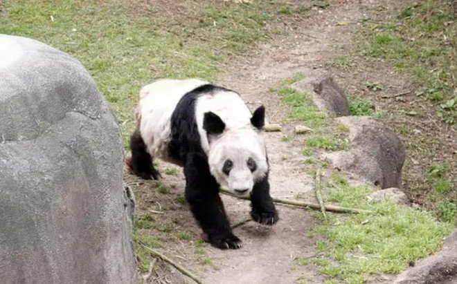 Gấu trúc Ya Ya gầy gò trở về Trung Quốc sau 20 năm sống trên đất Mỹ, hành trang là thứ đặc biệt Ảnh 2