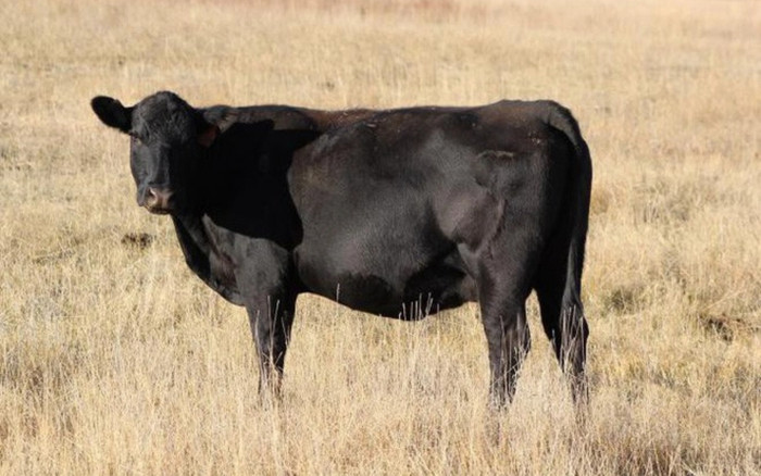 Ấn Độ: Một cụ ông bất ngờ tử vong vì bị một con bò 'từ trên trời' rơi trúng người Ảnh 2