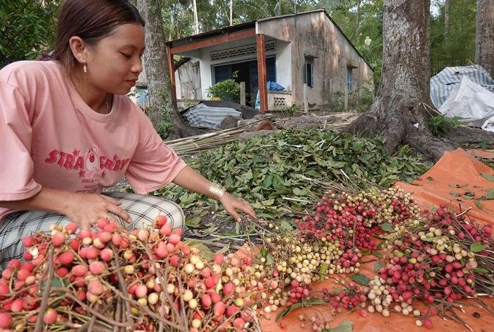 Về Tri Tôn (An Giang), thưởng thức vị chua ngọt của vải rừng Ảnh 5