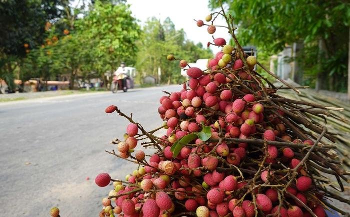 Về Tri Tôn (An Giang), thưởng thức vị chua ngọt của vải rừng Ảnh 15