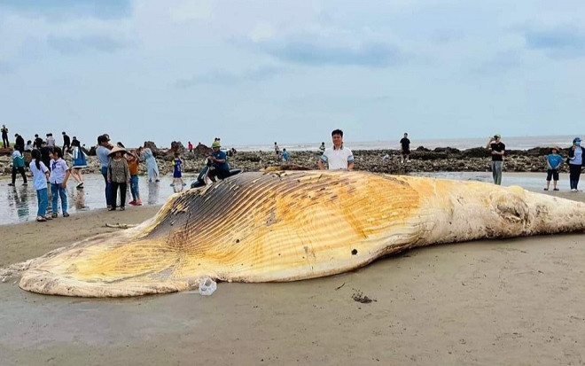 Xác 'Ông' cá voi nặng 5 tấn trôi dạt vào bờ biển Nam Định, chính quyền địa phương có cách xử lý đặc biệt Ảnh 2