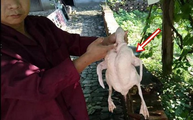 Mổ thịt vịt bất ngờ phát hiện viên đá trong suốt, tưởng đồ bỏ hóa ra giá trị 300 tỷ Ảnh 2