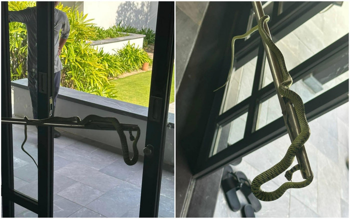  Thuê resort 60 triệu đồng/đêm, người phụ nữ sốc nặng khi thấy 'khách không mời mà đến' nằm vắt vẻo chờ Ảnh 2