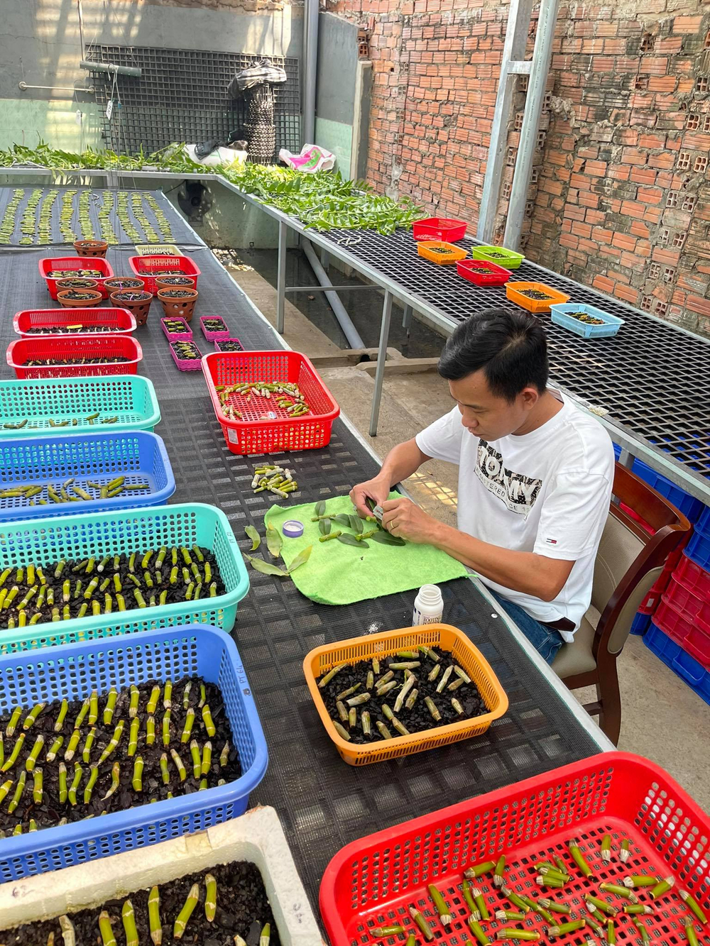 Phạm Minh Minh: Ông chủ vườn lan đi từ thử thách tới thành công Ảnh 8