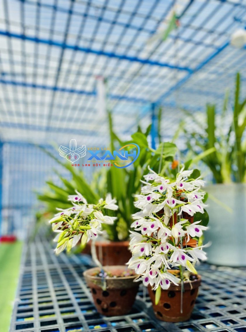 Những 'bí kíp' của nghệ nhân hoa lan Trần Tấn Hiền về xử lý cây lan và giá thể trước khi ghép Ảnh 4