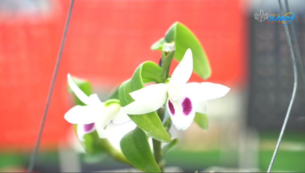 Những 'bí kíp' của nghệ nhân hoa lan Trần Tấn Hiền về xử lý cây lan và giá thể trước khi ghép Ảnh 6