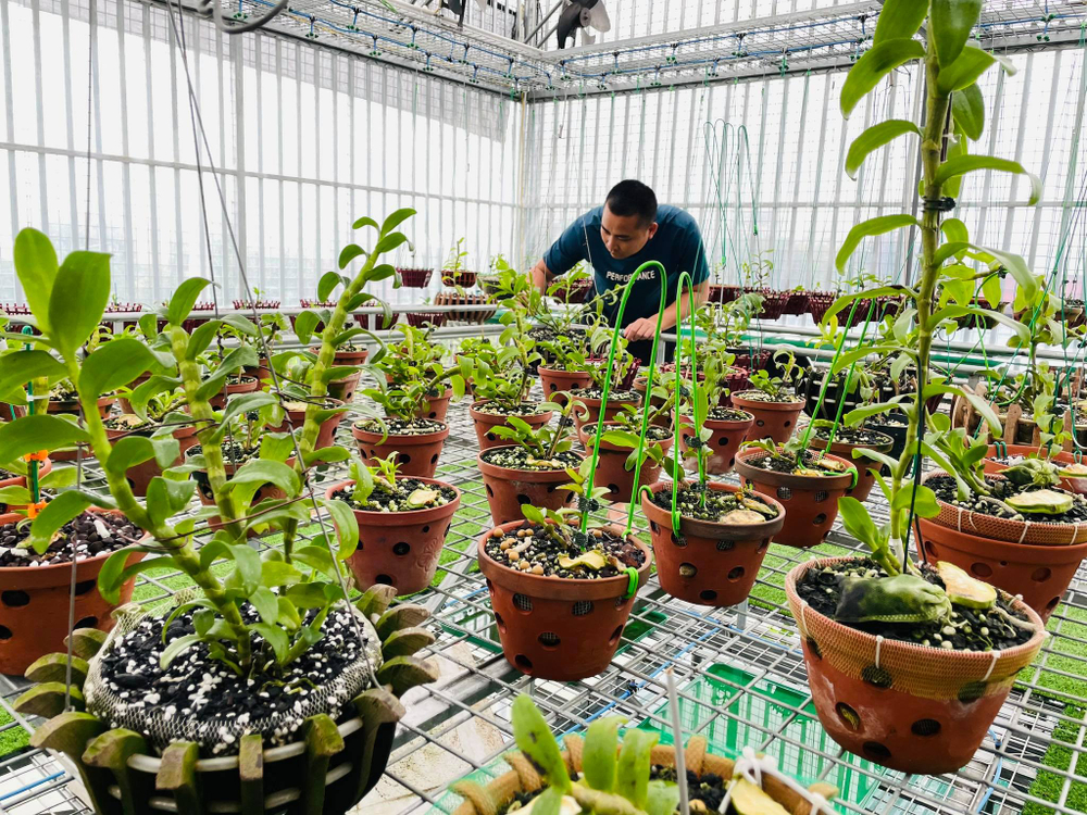 Ông chủ vườn lan Huỳnh Long và mối cơ duyên đặc biệt với hoa lan Ảnh 5